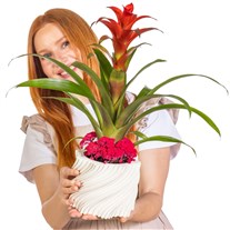 Scarlet Velvet Guzmanya