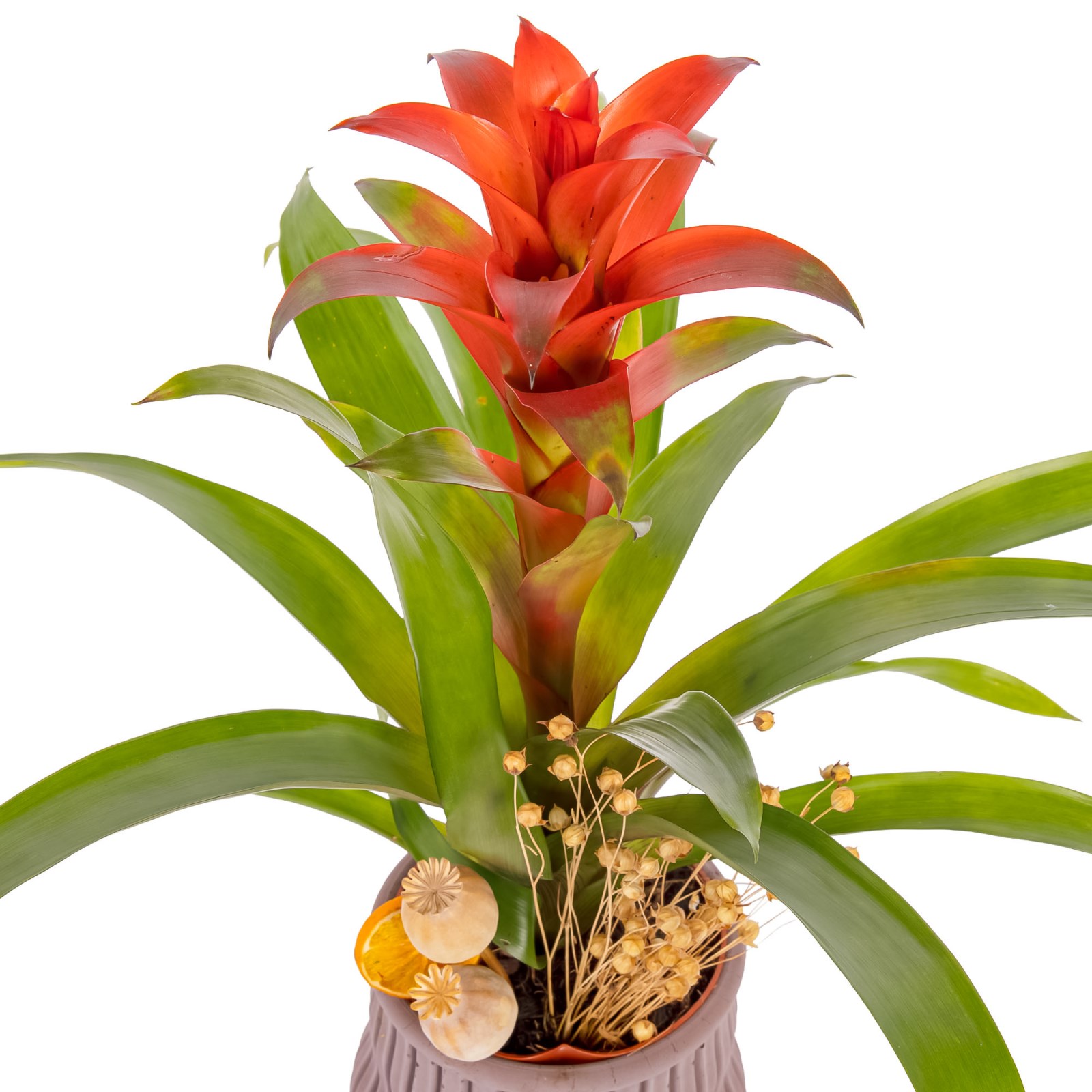 Earthy Ember Guzmanya