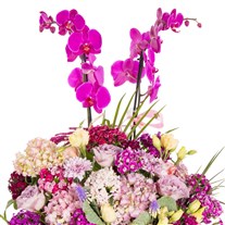 Blossom Symphony Premium Orkide Sepeti