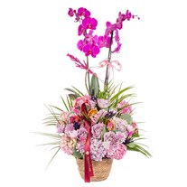 Fuchsia Glow Premium Orkide Sepeti