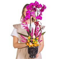 Magenta Empress Fuşya Orkide