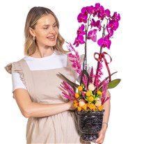 Magenta Empress Fuşya Orkide