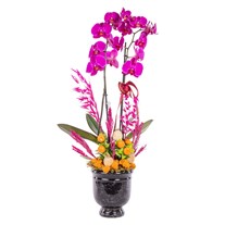 Magenta Empress Fuşya Orkide