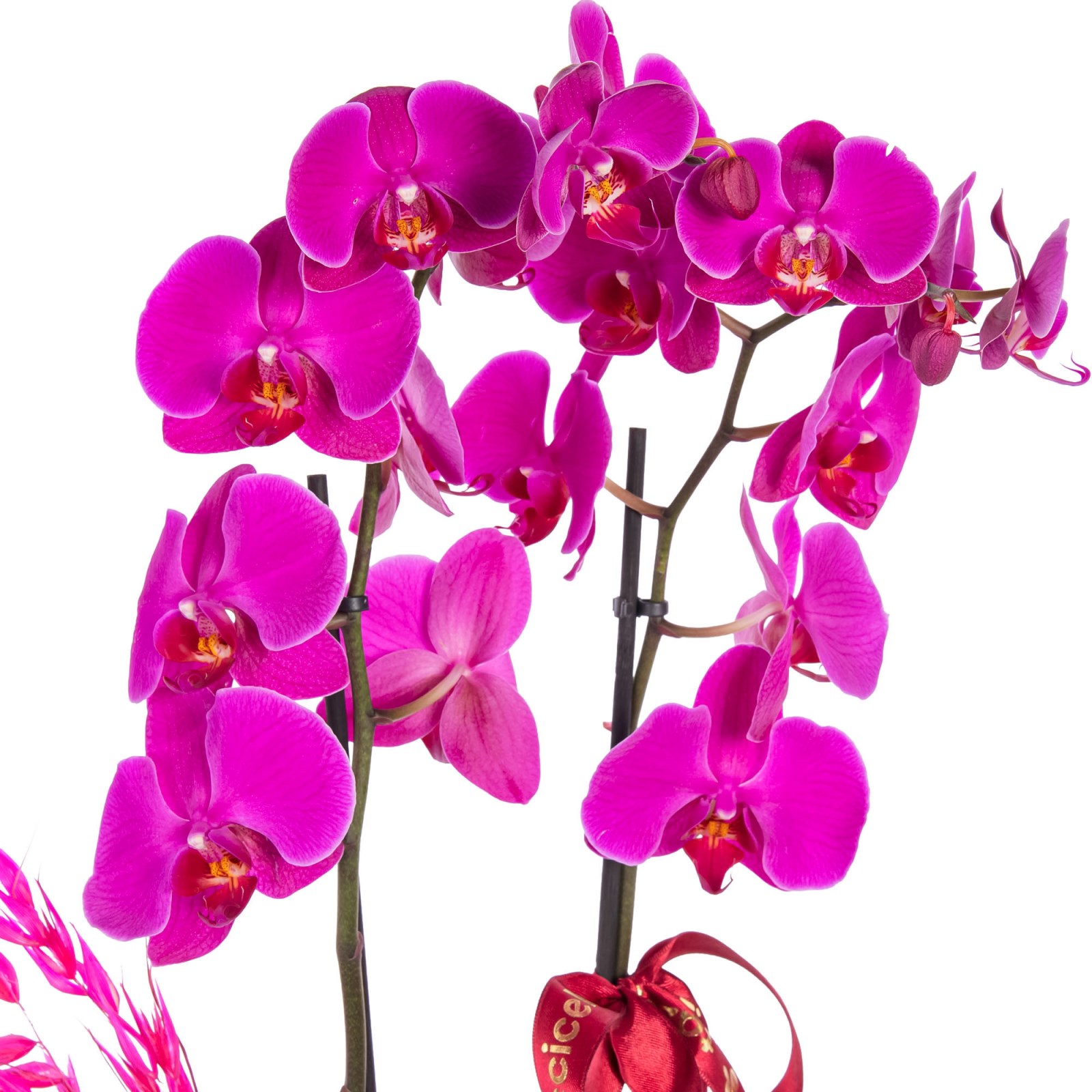 Magenta Empress Fuşya Orkide