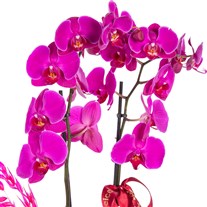 Magenta Empress Fuşya Orkide