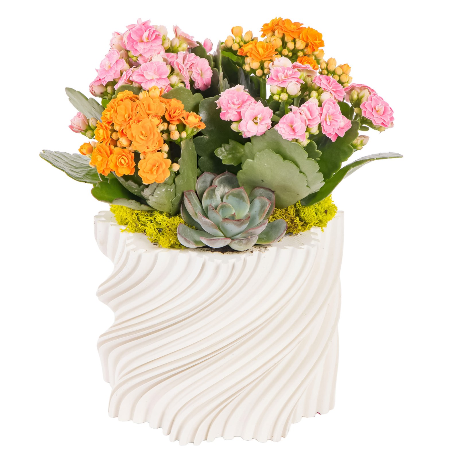 Petal Twist Kalanşo ve Sukulent Aranjmanı