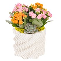 Petal Twist Kalanşo ve Sukulent Aranjmanı