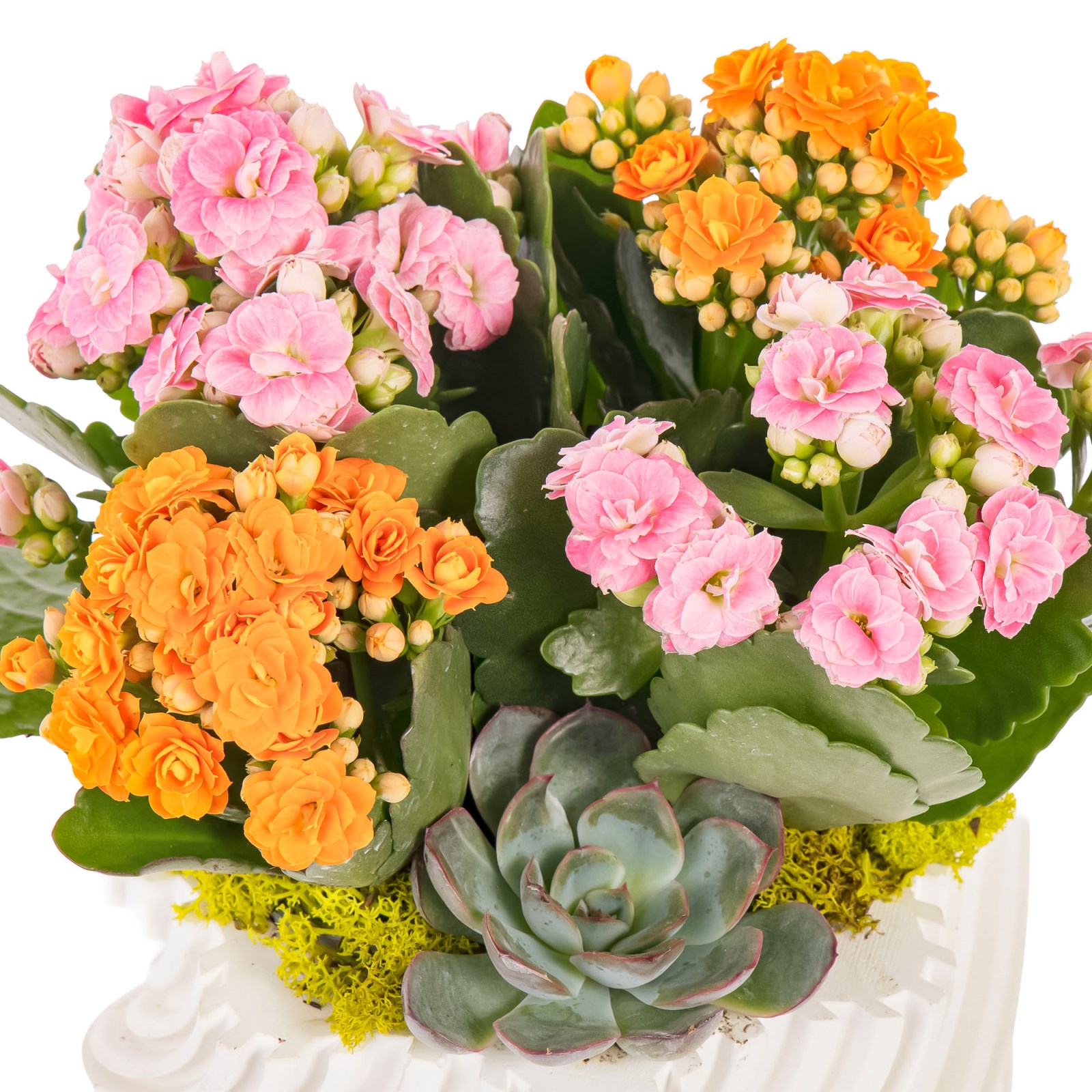 Petal Twist Kalanşo ve Sukulent Aranjmanı