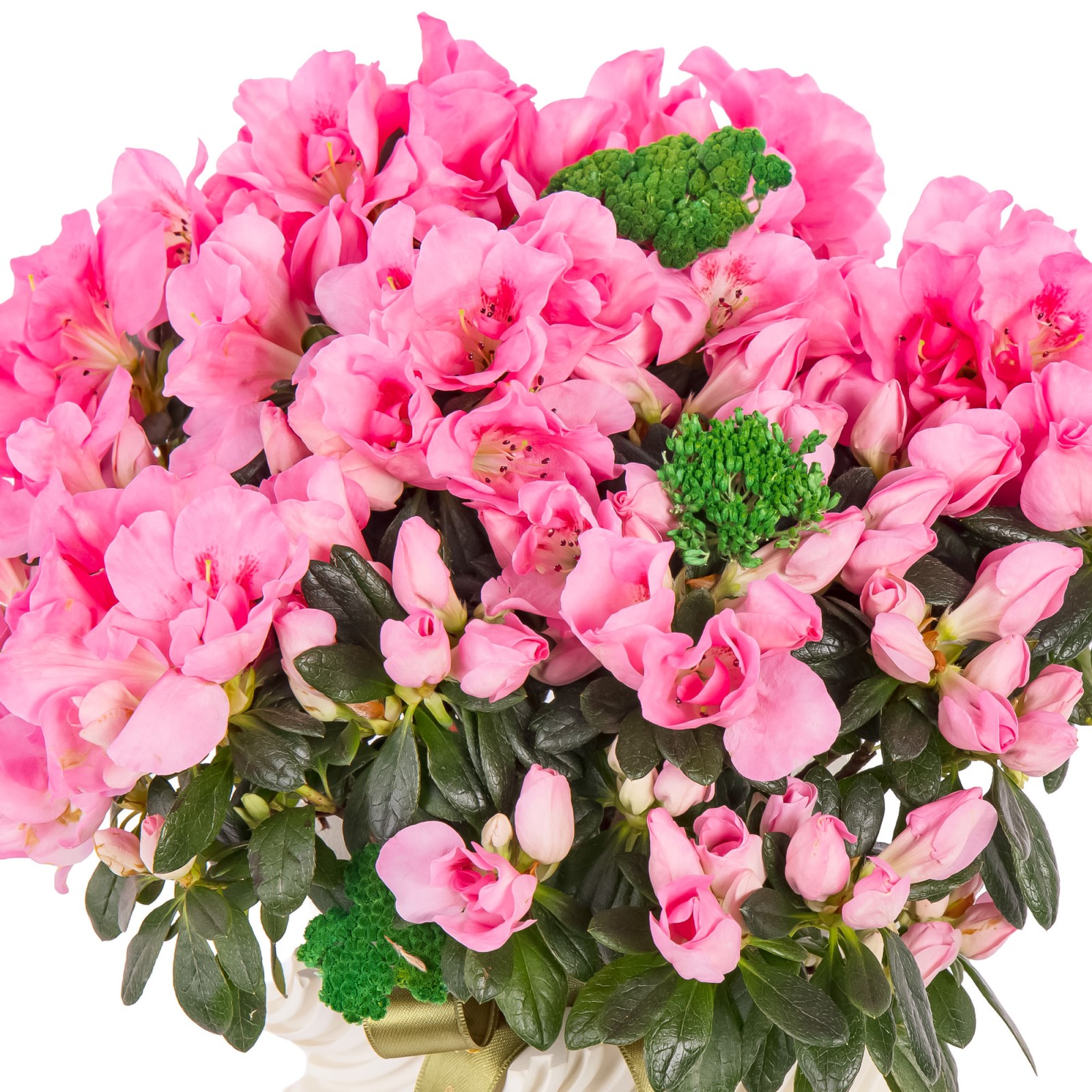 Bella Rosa Saksıda Pembe Açelya