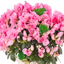 Bella Rosa Saksıda Pembe Açelya