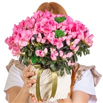Bella Rosa Saksıda Pembe Açelya