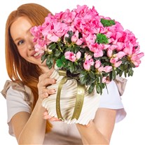 Bella Rosa Saksıda Pembe Açelya