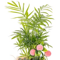 Tiny Jungle Sukulent Aranjmanı
