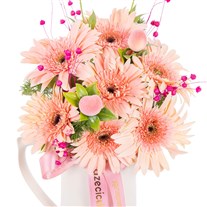 Powder Pink Gerberalar