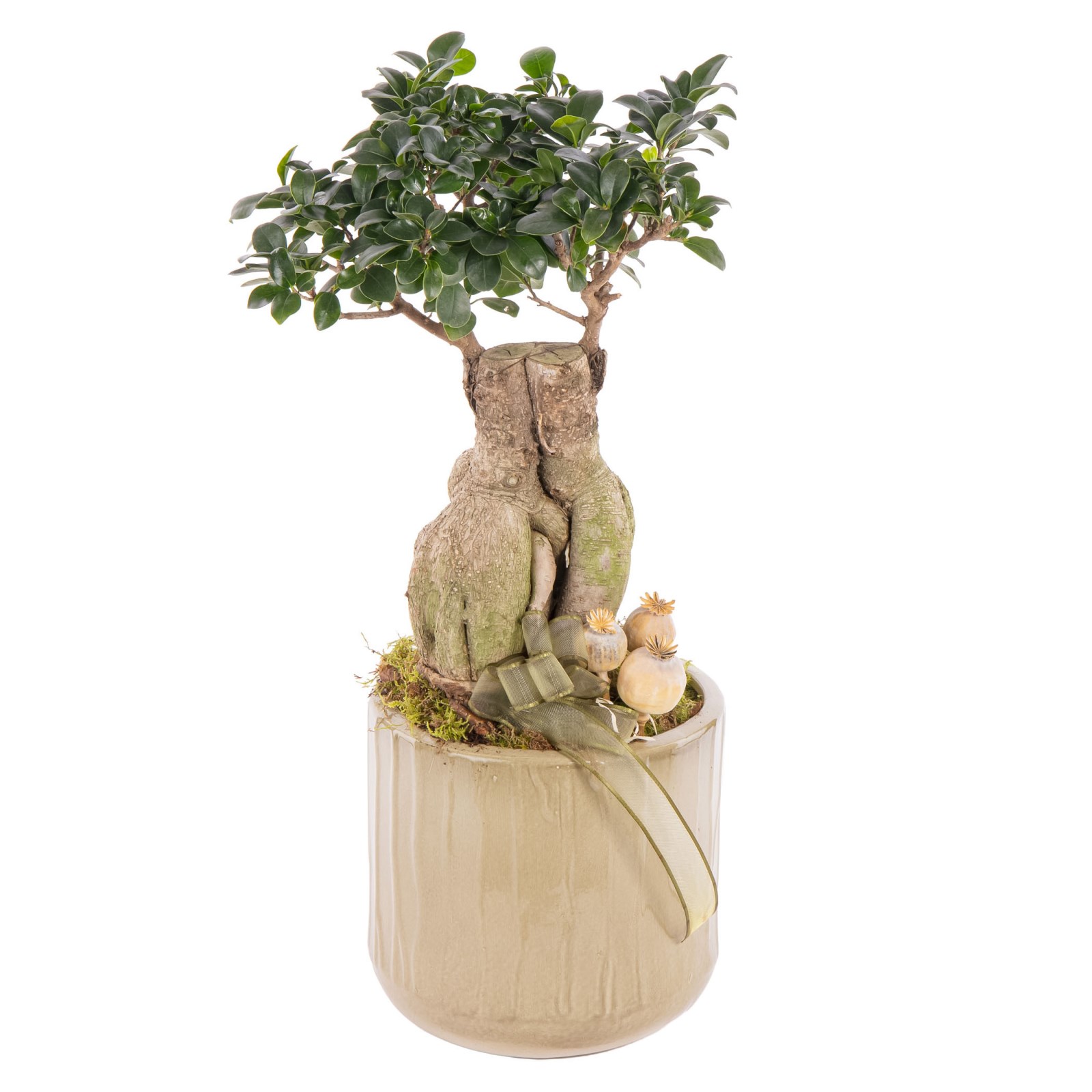 Tropikal Bonsai Bitkisi