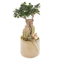 Tropikal Bonsai Bitkisi