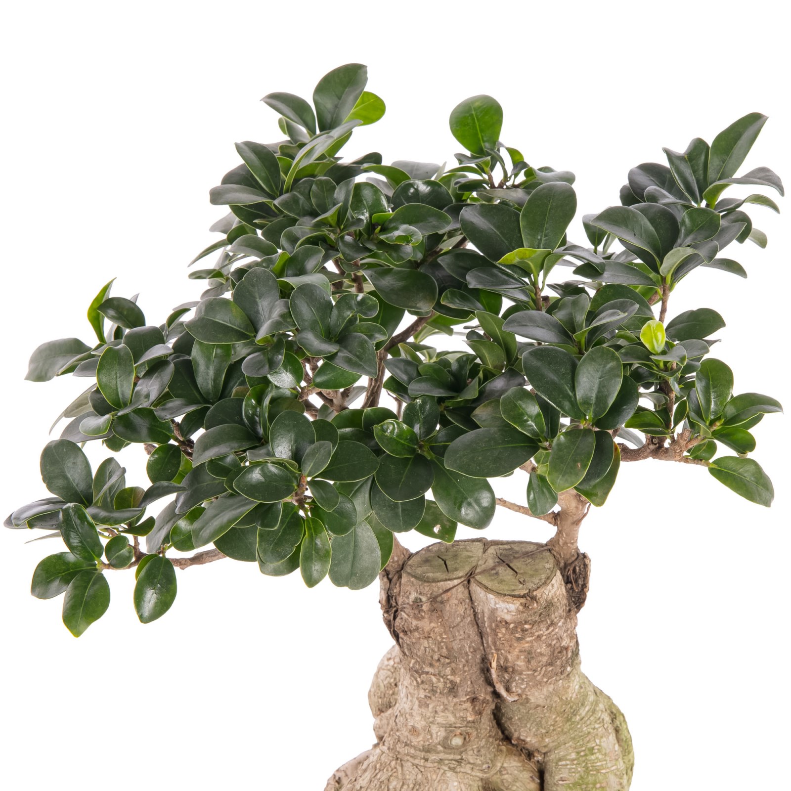 Tropikal Bonsai Bitkisi