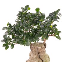 Tropikal Bonsai Bitkisi
