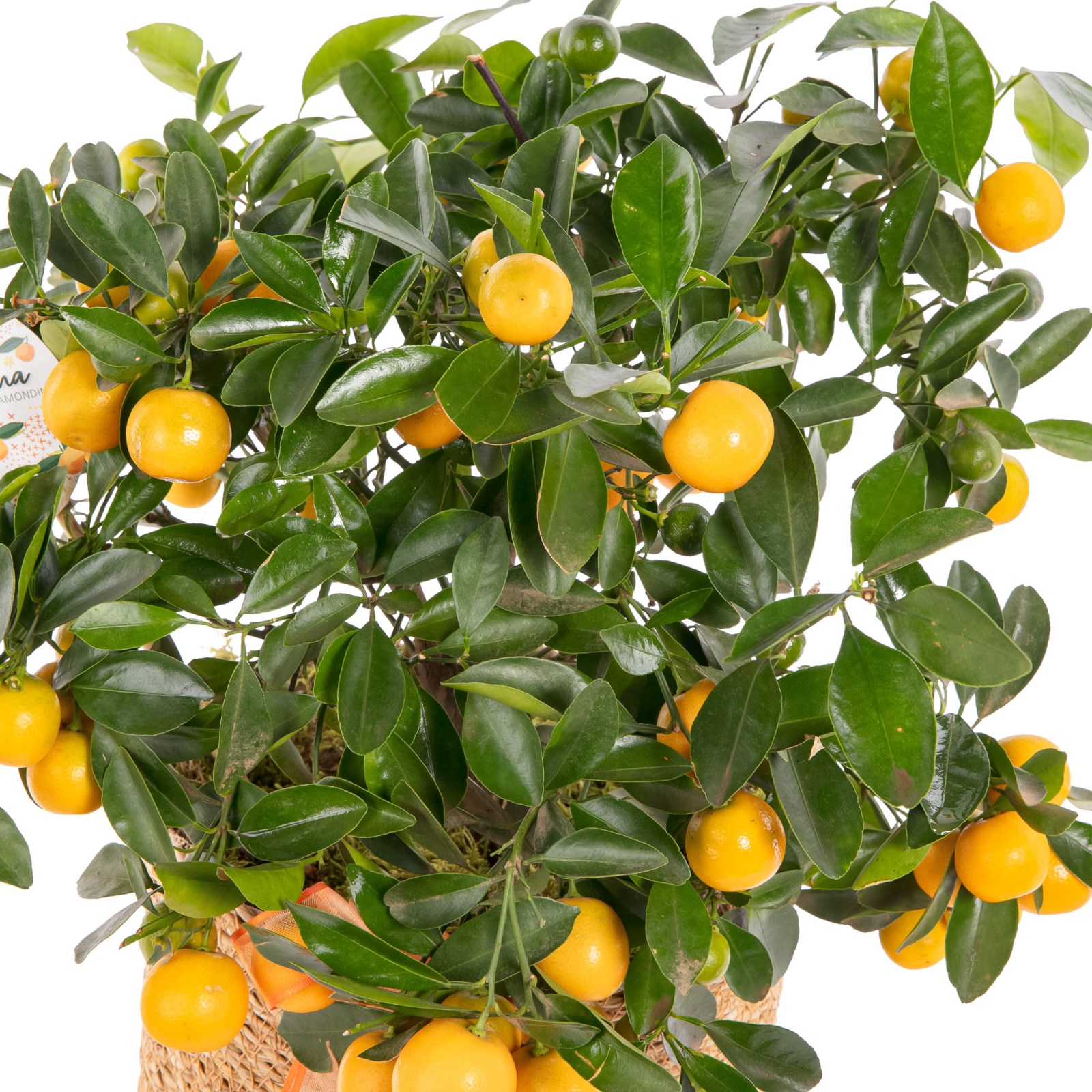 Mandalina Ağacı Bitkisi