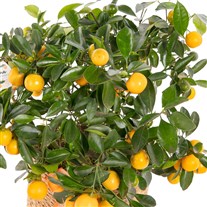 Mandalina Ağacı Bitkisi