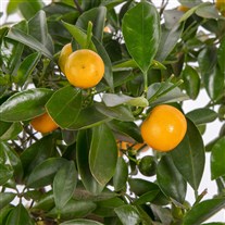 Mandalina Ağacı Bitkisi