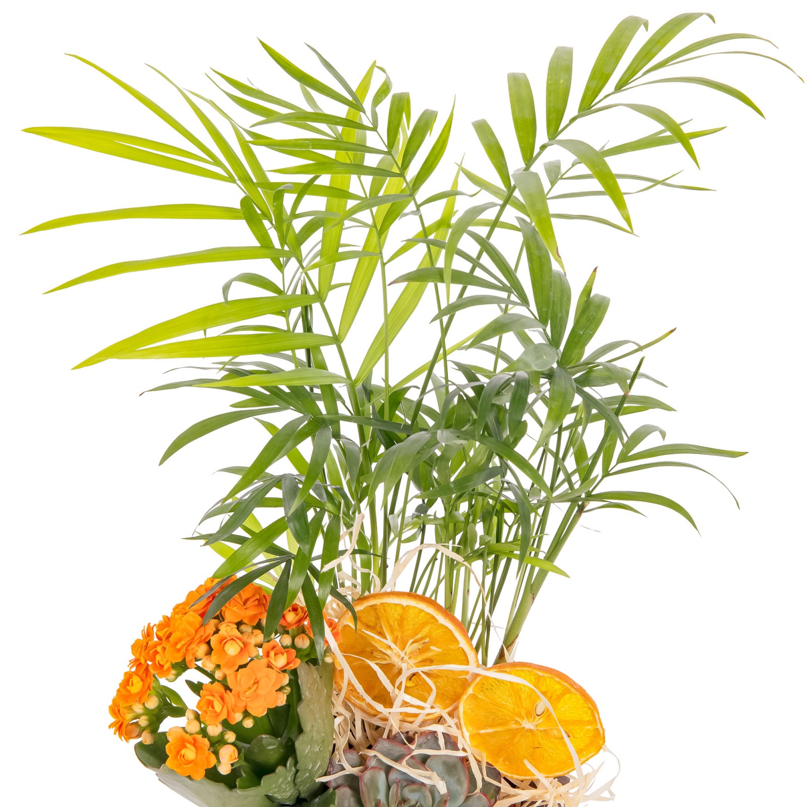 Tropic Wood Sukulent Aranjmanı