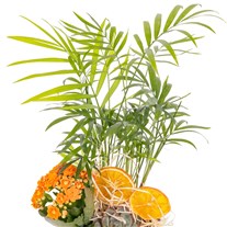 Tropic Wood Sukulent Aranjmanı