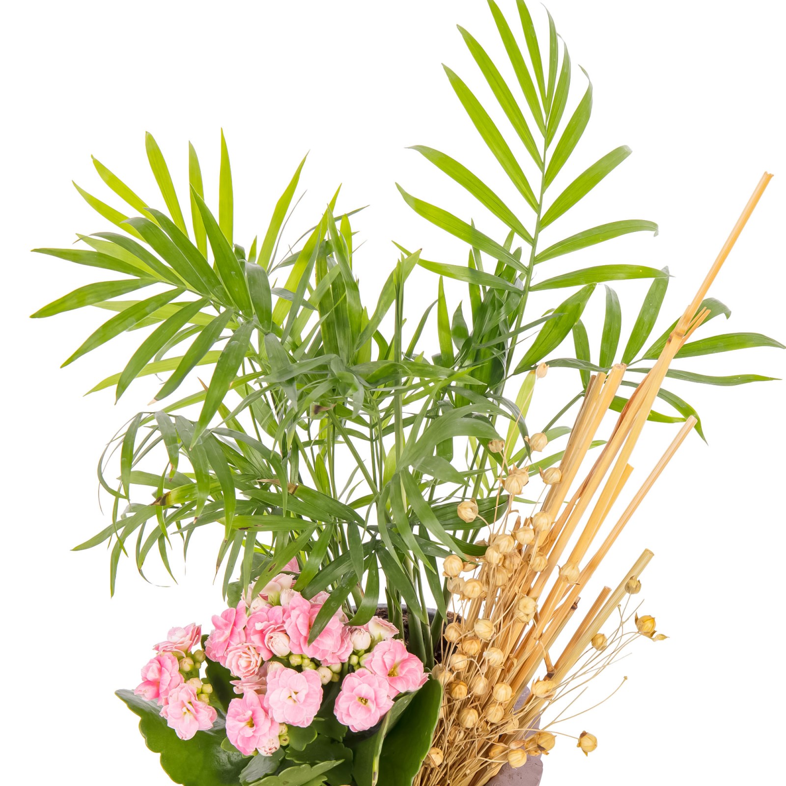 Chamaedorea Blossom Kalanşo Aranjmanı
