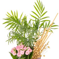 Chamaedorea Blossom Kalanşo Aranjmanı