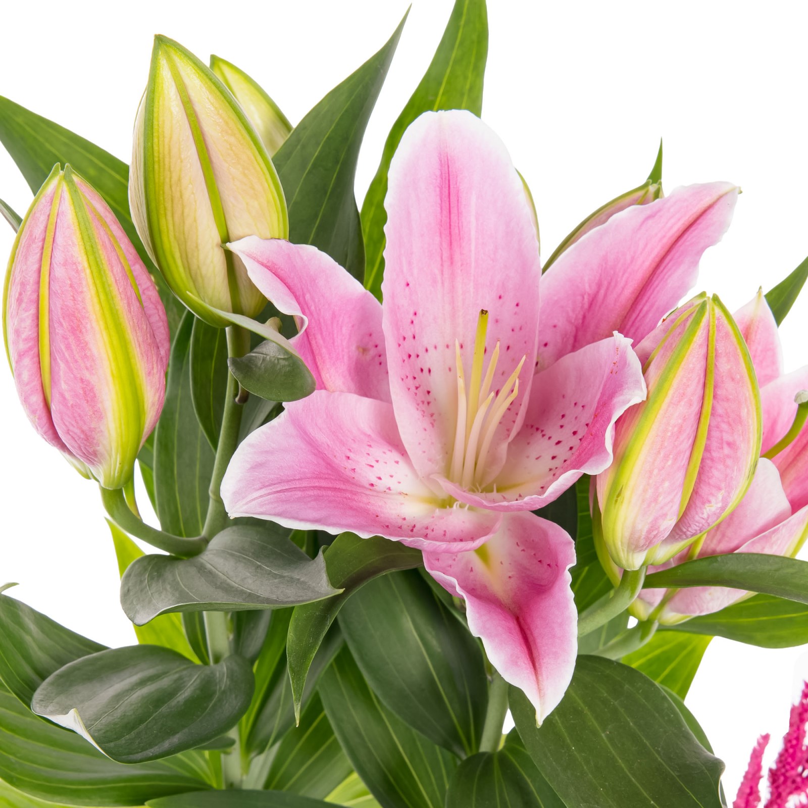 Lemon Pink Lilyum Aranjmanı