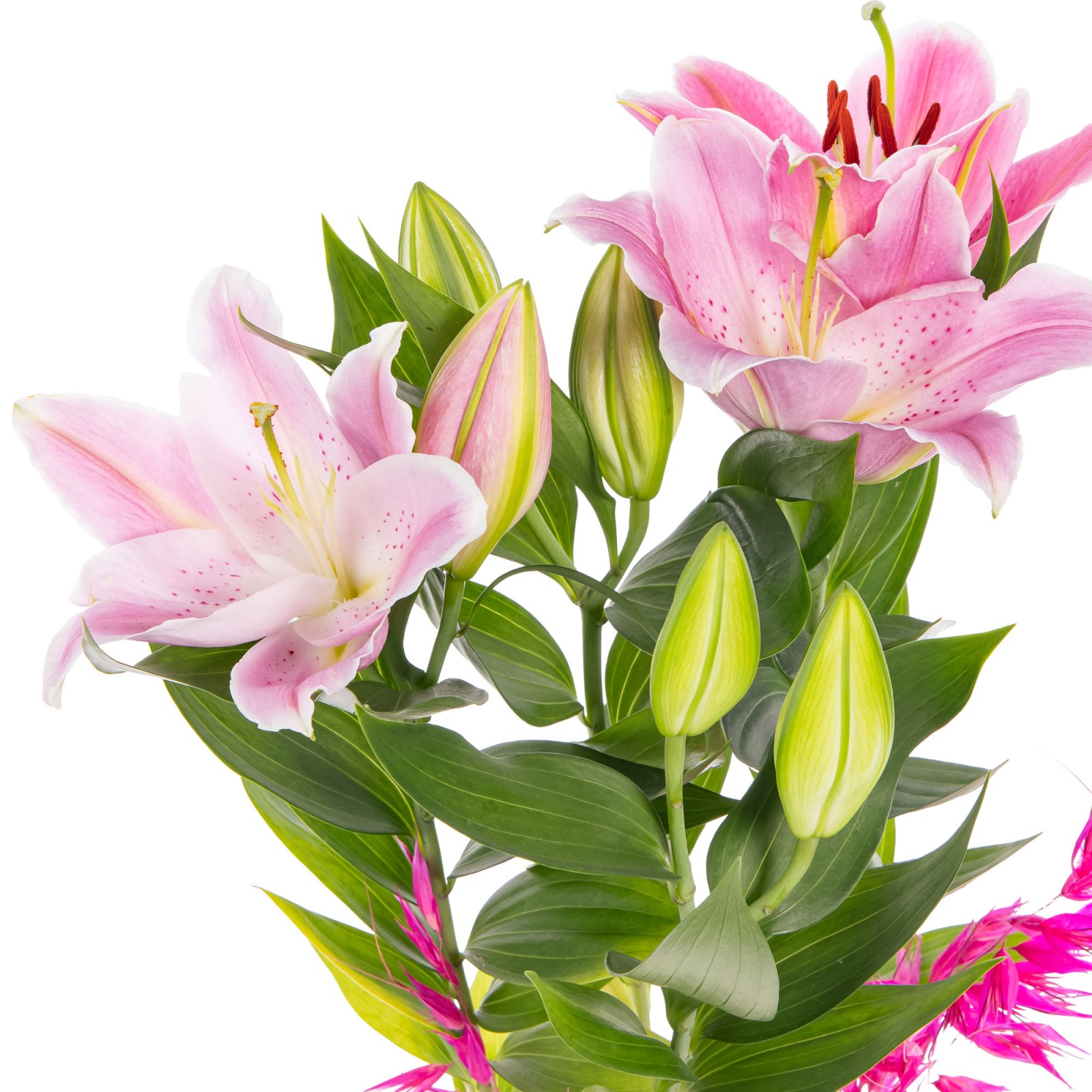 Swirl Pink Lilyum Aranjmanı