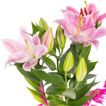 Swirl Pink Lilyum Aranjmanı