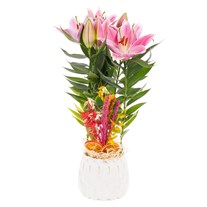 Lattice Pink Lilyum Aranjmanı