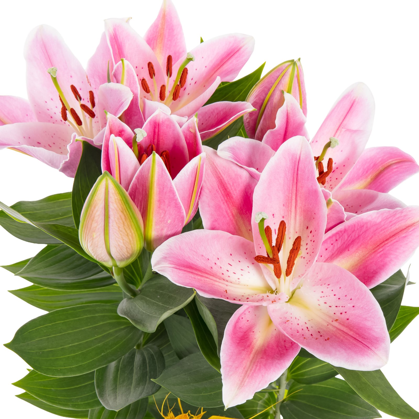 Lattice Pink Lilyum Aranjmanı