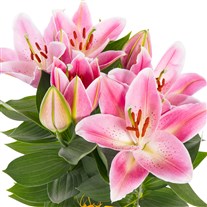 Lattice Pink Lilyum Aranjmanı