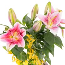 Lemon Wood Saksıda Lilyum