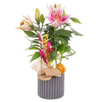 Boho Pink Lilyum Aranjmanı