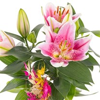 Boho Pink Lilyum Aranjmanı