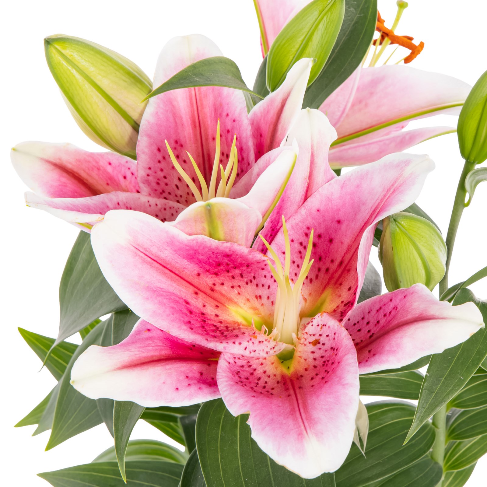 Juicy Wave Seramikte Lilyum