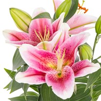 Juicy Wave Seramikte Lilyum