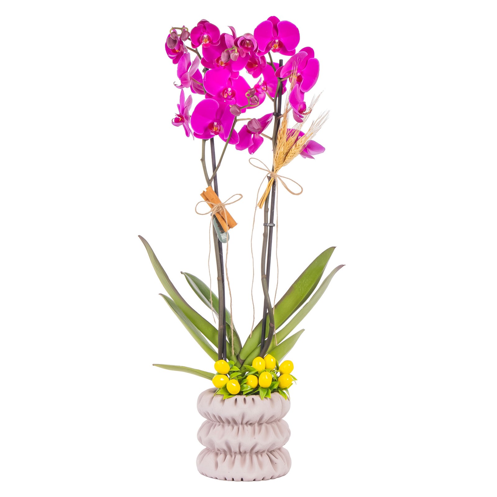 Royal Berry Seramikte Orkide