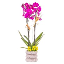 Royal Berry Seramikte Orkide