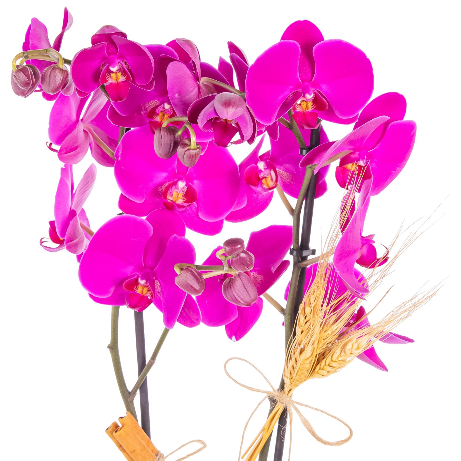 Royal Berry Seramikte Orkide