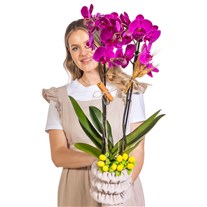 Royal Berry Seramikte Orkide