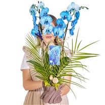 Indigo Forest Mavi Orkide