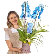 Indigo Forest Mavi Orkide
