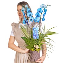 Indigo Forest Mavi Orkide
