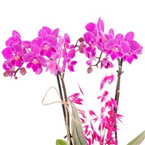 Magenta Wave Seramikte Orkide