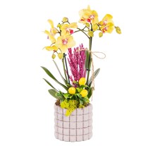 Saffron Grid Seramikte Orkide