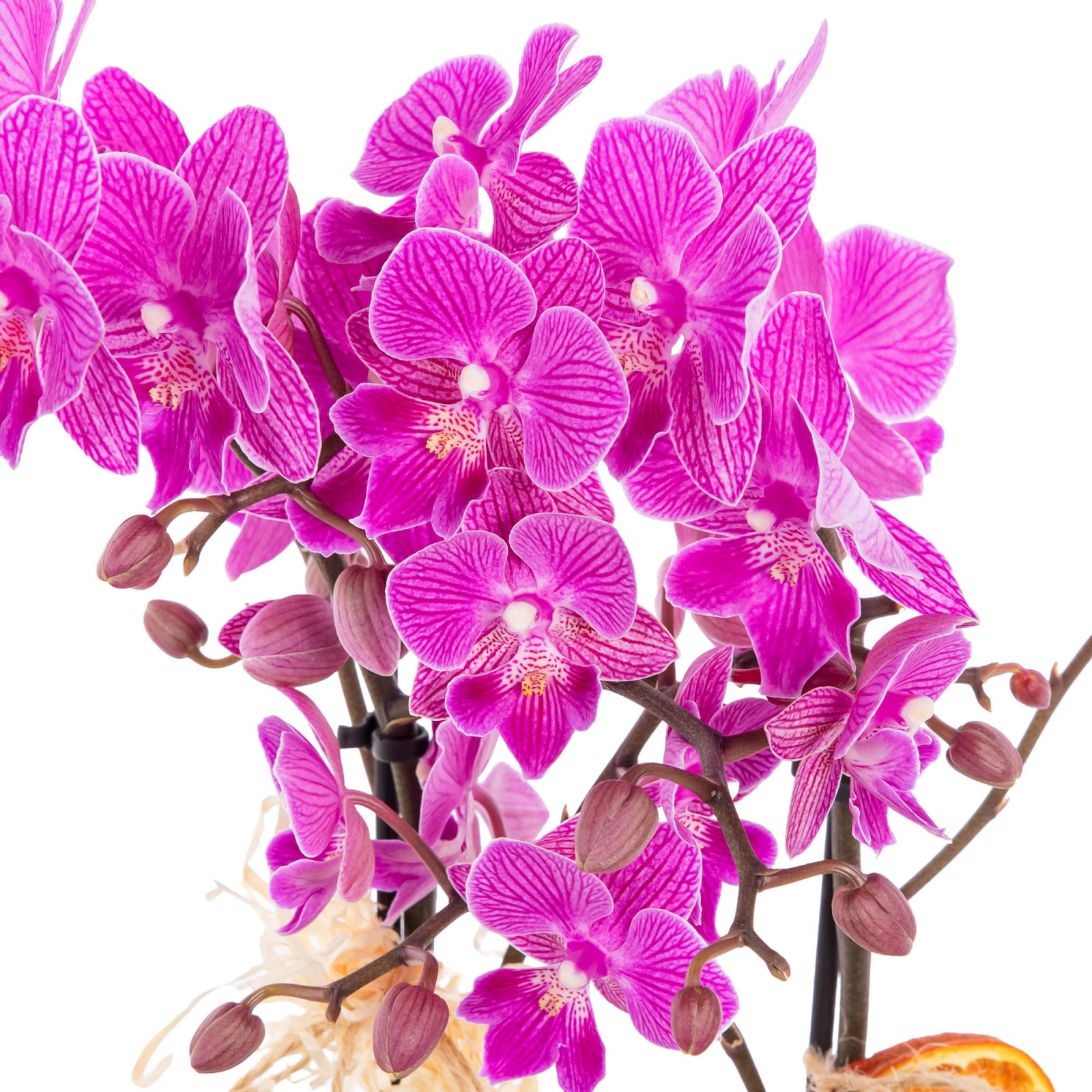 Citrus Berry Çift Dal Orkide